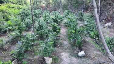 Κύκλωμα χασισοκαλλιέργειας: Ποιοι είναι οι «7» Κρητικοί που βρίσκονται στο κάδρο της ΕΛ.ΑΣ