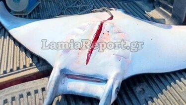 Σαλάχι 1,5 μέτρου έβγαλε ψαράς στη Φθιώτιδα