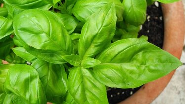 Βασιλικός: Πώς να τον κρατήσετε φουντωτό το καλοκαίρι