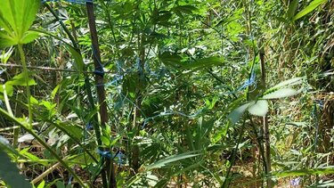 Ταυτοποιήθηκε ο καλλιεργητής της φυτείας με τα 60 δενδρύλλια κάνναβης