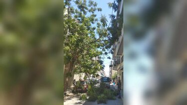 Κινητοποίηση για την πτώση κλαδιών στο Ηράκλειο