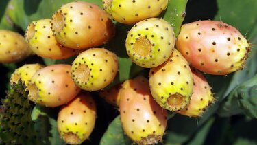 Οι top 10 τροφές για υγιές συκώτι