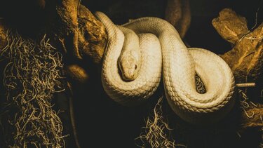 Νεκρή μέσα στο στομάχι πύθωνα βρέθηκε μια γυναίκα στην Ινδονησία 