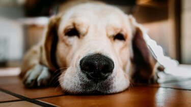 Έσερνε με το αγροτικό της έναν σκύλο -Συνελήφθη 86χρονη 