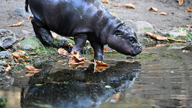Ο νεότερος πυγμαίος ιπποπόταμος έκανε το ντεμπούτο του με όνομα εμπνευσμένο από ποδοσφαιριστή
