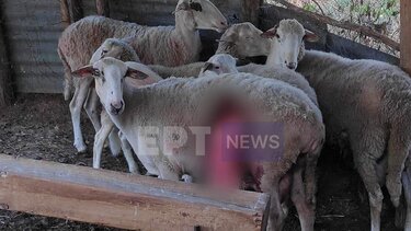 Καστοριά: Άγρια επίθεση αρκούδων σε μαντρί