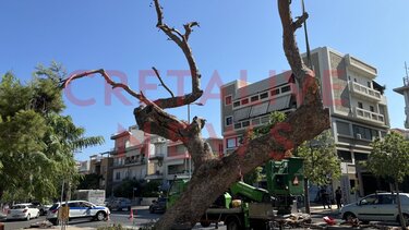 Το δέντρο που πληγώναμε (όλοι μαζί εκούσια ή ακούσια)