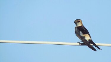 Η Κρήτη χάνει και τα χελιδόνια της, λόγω ανομβρίας! Σήμα κινδύνου εκπέμπει επιστήμονας του ΜΦΙΚ!
