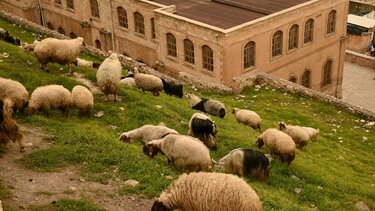 “Καλπάζει” ο ιός της Ευλογιάς στη Ροδόπη