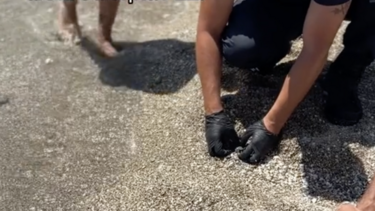 Ναυαγοσώστης κάνει ΚΑΡΠΑ σε νεογέννητο χελωνάκι στη Φολέγανδρο!