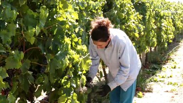 Τύρναβος: Νωρίτερα κατά 20 ημέρες ξεκίνησε ο τρύγος 