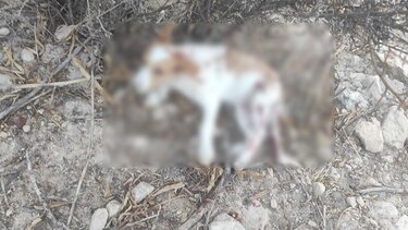 Βγήκαν "παγανιά" για τα σκυλιά! - Πατέρας και γιος πυροβόλησαν σκυλιά στη Μεσαρά