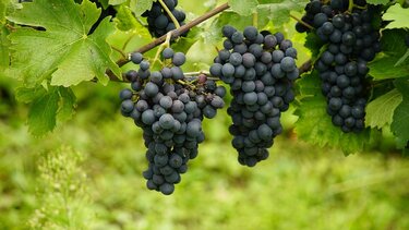 Δίκτυο Οινοποιών Κρήτης: Ζητά τροποποίηση στη διαχείριση αδειών για νέες αμπελοφυτεύσεις