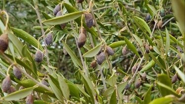 Καταστροφή στο νότο: Αποκαρδιωτικές εικόνες με αφυδατωμένες ελιές!