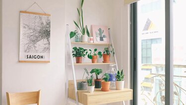 5 φυτά που πρέπει να έχεις σπίτι σου, σύμφωνα με το Φενγκ Σούι