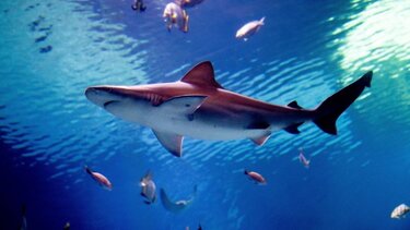 Επίθεση καρχαρία σε παραλία της Αυστραλίας - Μια νεκρή και ένας σοβαρά τραυματίας