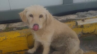 Σπαρακτικό σκηνικό στο λιμάνι του Ηρακλείου: Εγκατέλειψε το σκυλάκι του πριν τον απόπλου!