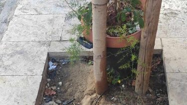 Δέντρα Ηράκλειο