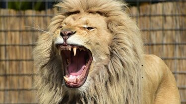 Λιοντάρι σκότωσε 5χρονο αγόρι στην Ινδία – Όλο και πιο συχνές οι επιθέσεις