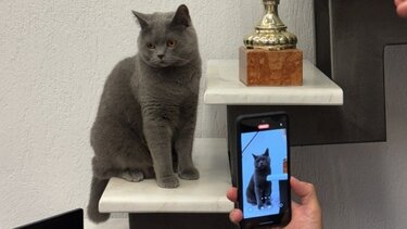 Ο πρώτος ...influencer γάτος στην Ελλάδα είναι απο τη Νεάπολη Θεσσαλονίκης