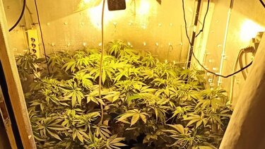Υδροπονική καλλιέργεια κάνναβης