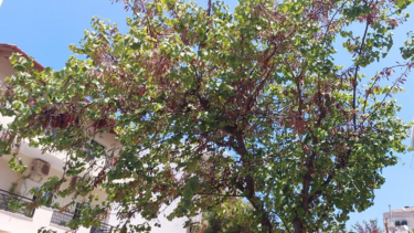 Δέντρα, υπηρεσία πρασίνου