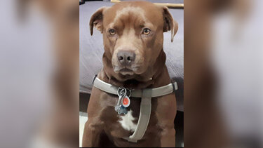 Δίας διάσωση