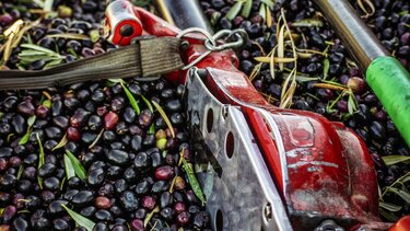 Ελιές, συγκομιδή