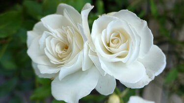 Λευκά Τριαντάφυλλα