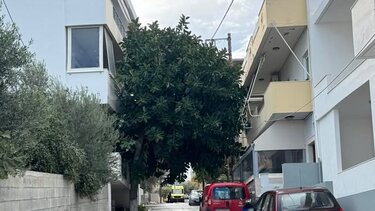 δέντρο Αλικαρνασσός