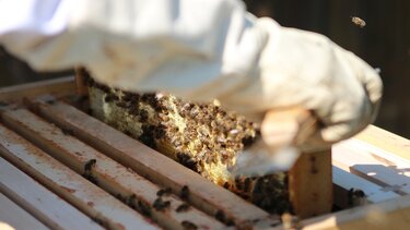 Μελισσοκόμοι