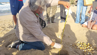 Χελώνα καρέτα καρέτα