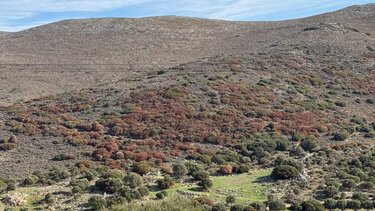 Ελαιώνες ξηρασία