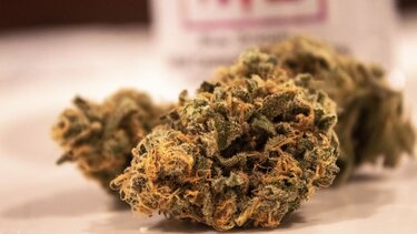 Χασίς, Κάνναβη