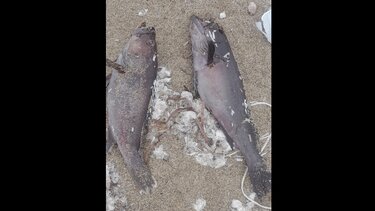 Νεκρά ψάρια, Φαλάσαρνα