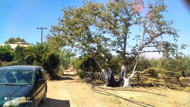 Πλάτανος Γυροποτάμου, Πετροκεφάλι