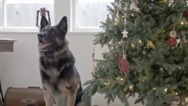 Αδεσποτούλια Ξάνθης