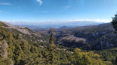 kyparissodasos fysi crete dasos