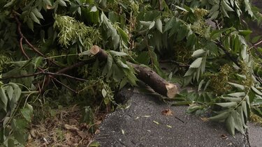 Μαργαρίτες: Πώς συνέβη η τραγωδία με τον άτυχο άνδρα που σκοτώθηκε ενώ κλάδευε