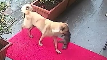 σκυλίτσα κουτάβι