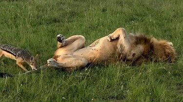 Λιοντάρι Τσακάλι Κένυα