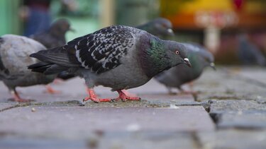 περιστέρια