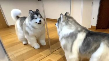 άνθρωπος, σκύλος