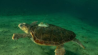 ΑΡΧΕΛΩΝ, θαλάσσια χελώνα