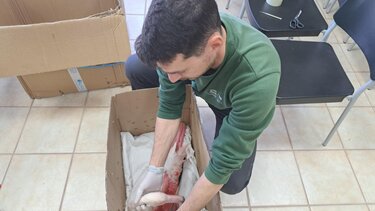 Φλαμίνγκο, Μυτιλήνη