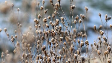 καθαρισμός, οικόπεδα