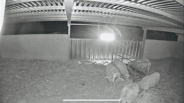 κριάρια, ποιμνιοστάσιο