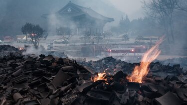 pyrkagia_notia_korea