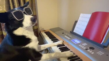 σκύλος-πιάνο