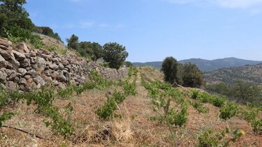 Ξερολιθιές